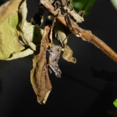 Phaulacridium vittatum (Wingless Grasshopper) at Reid, ACT - 18 Dec 2017 by JanetRussell