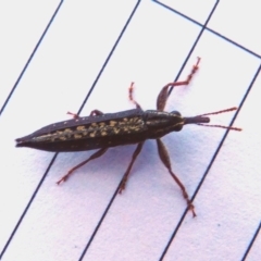 Rhinotia sp. (genus) (Unidentified Rhinotia weevil) at Deakin, ACT - 16 Dec 2017 by HarveyPerkins