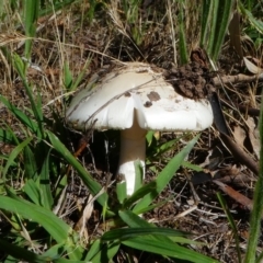 zz agaric (stem; gills white/cream) at Jerrabomberra, ACT - 15 Dec 2017 by HarveyPerkins