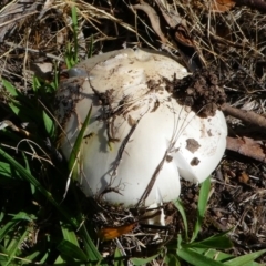 zz agaric (stem; gills white/cream) at Jerrabomberra, ACT - 16 Dec 2017 08:25 AM