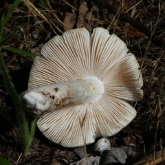 zz agaric (stem; gills white/cream) at Jerrabomberra, ACT - 16 Dec 2017 08:25 AM