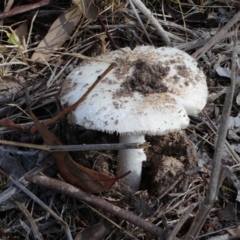 zz agaric (stem; gills white/cream) at Jerrabomberra, ACT - 16 Dec 2017 08:25 AM