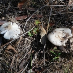 zz agaric (stem; gills white/cream) at Jerrabomberra, ACT - 16 Dec 2017 08:25 AM