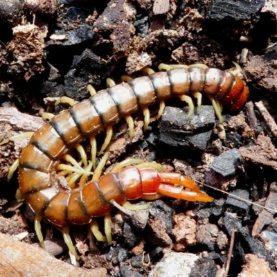 Cormocephalus aurantiipes (Orange-legged Centipede) at Symonston, ACT - 15 Dec 2017 by HarveyPerkins