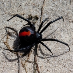 Latrodectus hasselti (Redback Spider) at Hume, ACT - 16 Dec 2017 by HarveyPerkins