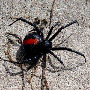 Latrodectus hasselti at Hume, ACT - 16 Dec 2017