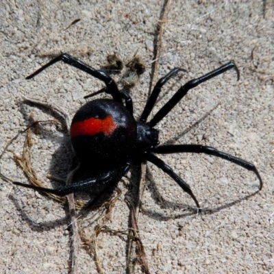 Latrodectus hasselti (Redback Spider) at Hume, ACT - 15 Dec 2017 by HarveyPerkins