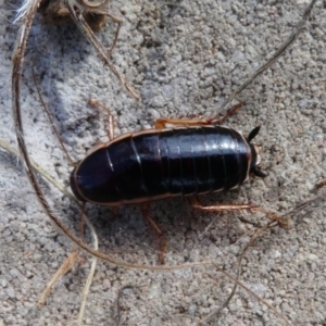 Melanozosteria dookiensis at Hume, ACT - 16 Dec 2017 09:38 AM