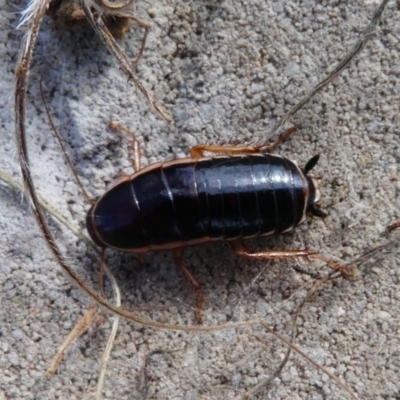 Melanozosteria dookiensis (Dookie woodland cockroach) at Hume, ACT - 15 Dec 2017 by HarveyPerkins