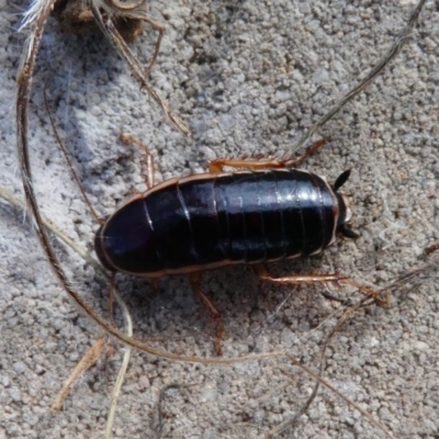 Melanozosteria dookiensis (Dookie woodland cockroach) at Hume, ACT - 16 Dec 2017 by HarveyPerkins