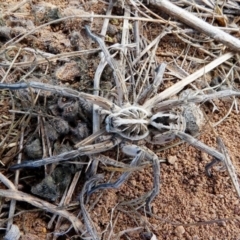 Tasmanicosa sp. (genus) (Tasmanicosa wolf spider) at Hume, ACT - 16 Dec 2017 by HarveyPerkins