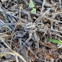 Tasmanicosa sp. (genus) at Hume, ACT - 16 Dec 2017 09:40 AM