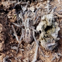 Tasmanicosa sp. (genus) (Unidentified Tasmanicosa wolf spider) at Jerrabomberra Grassland - 15 Dec 2017 by HarveyPerkins