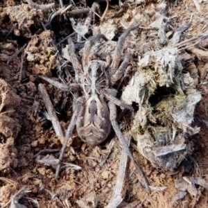 Tasmanicosa sp. (genus) at Hume, ACT - 16 Dec 2017