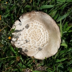 Agaricus sp. (Agaricus) at Jerrabomberra Grassland - 15 Dec 2017 by HarveyPerkins