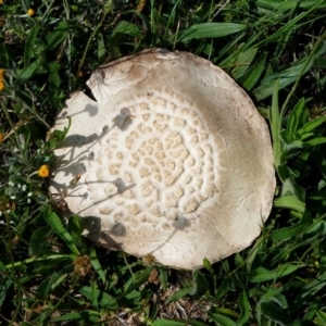 Agaricus sp. at Hume, ACT - 16 Dec 2017