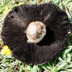 Agaricus sp. at Hume, ACT - 16 Dec 2017