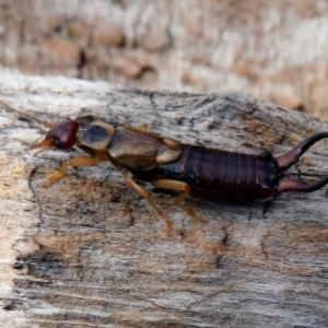 Forficula auricularia at Hume, ACT - 16 Dec 2017