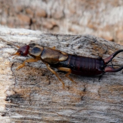 Forficula auricularia (European Earwig) at Jerrabomberra Grassland - 15 Dec 2017 by HarveyPerkins