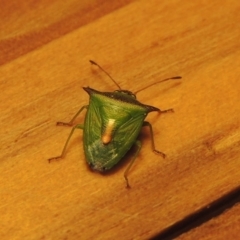 Cuspicona thoracica (Shield bug) at Pine Island to Point Hut - 19 Nov 2017 by michaelb