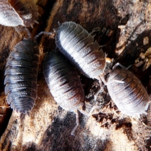 Porcellio scaber at Hume, ACT - 16 Dec 2017