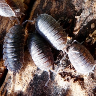 Porcellio scaber (Common slater) at Hume, ACT - 16 Dec 2017 by HarveyPerkins