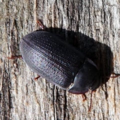 Pterohelaeus guerini (Pie-dish beetle) at Hume, ACT - 16 Dec 2017 by HarveyPerkins