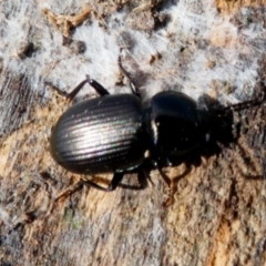 Adelium brevicorne (Bronzed field beetle) at Jerrabomberra Grassland - 15 Dec 2017 by HarveyPerkins