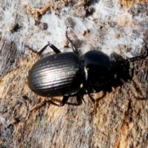 Adelium brevicorne at Hume, ACT - 16 Dec 2017 10:24 AM