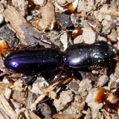 Carenum tinctilatum (Digger carab beetle) at Jerrabomberra Grassland - 15 Dec 2017 by HarveyPerkins