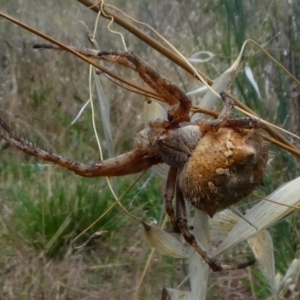 Araneidae (family) at Jerrabomberra, NSW - 16 Dec 2017