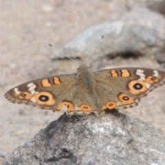 Junonia villida (Meadow Argus) at Conder, ACT - 16 Dec 2017 by MichaelBedingfield