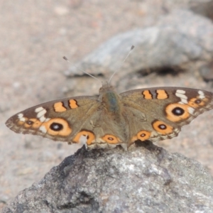 Junonia villida at Conder, ACT - 16 Dec 2017 05:19 PM