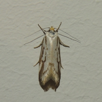 Philobota cretacea (A concealer moth) at Greenway, ACT - 20 Nov 2017 by michaelb
