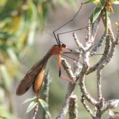 Harpobittacus australis (Hangingfly) at Conder, ACT - 16 Dec 2017 by michaelb