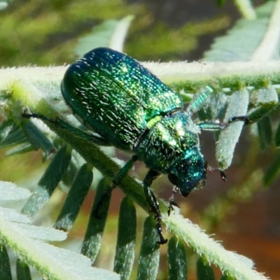 Diphucephala sp. (genus) (Green Scarab Beetle) at Tennent, ACT - 16 Dec 2017 by HarveyPerkins