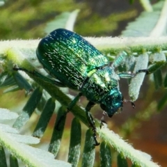 Diphucephala sp. (genus) (Green Scarab Beetle) at Tennent, ACT - 16 Dec 2017 by HarveyPerkins