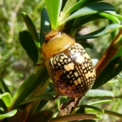 Paropsis pictipennis (Tea-tree button beetle) at Tennent, ACT - 16 Dec 2017 by HarveyPerkins