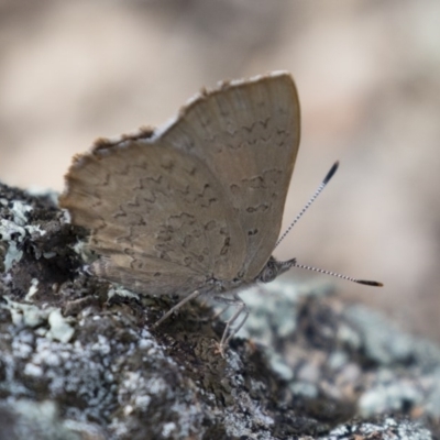 Paralucia pyrodiscus (Fiery Copper) at Illilanga & Baroona - 17 Dec 2017 by Illilanga