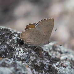 Paralucia pyrodiscus at Michelago, NSW - 17 Dec 2017