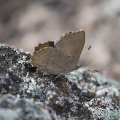 Paralucia pyrodiscus at Michelago, NSW - 17 Dec 2017