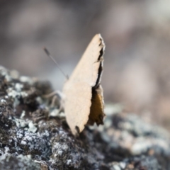 Paralucia pyrodiscus at Michelago, NSW - 17 Dec 2017