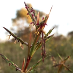 Cymbopogon refractus (Barbed-wire Grass) at Wandiyali-Environa Conservation Area - 18 Dec 2017 by Wandiyali