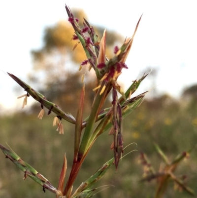 Cymbopogon refractus (Barbed-wire Grass) at Googong, NSW - 19 Dec 2017 by Wandiyali