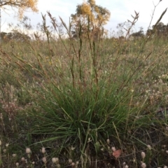 Cymbopogon refractus at Googong, NSW - 19 Dec 2017 06:13 AM