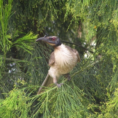 Philemon corniculatus (Noisy Friarbird) at Mount Taylor - 18 Dec 2017 by MatthewFrawley