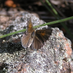 Lucia limbaria (Chequered Copper) at Mount Taylor - 18 Dec 2017 by MatthewFrawley