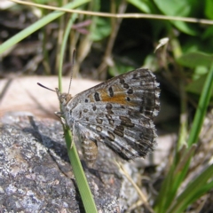 Lucia limbaria at Mount Taylor - 19 Dec 2017