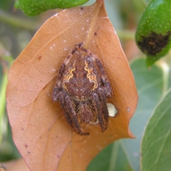 Hortophora sp. (genus) (Garden orb weaver) at Mount Taylor - 18 Dec 2017 by MatthewFrawley