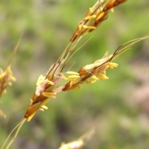 Sorghum leiocladum at Kambah, ACT - 19 Dec 2017